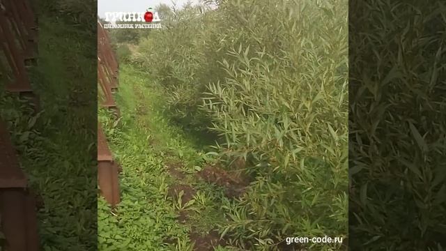 Ива серебристая смотреть онлайн