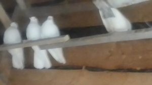 Голуби разных пород