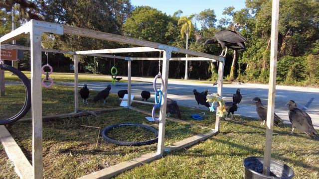 Royal Palm State Park ,Everglades National Park, Florida, Walk [4k] смотреть онлайн