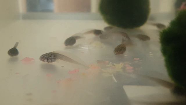 Как вырастить лягушку из икры (или головастика) за месяц смотреть онлайн