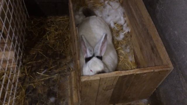 Крольчиха готовится к окролу! смотреть онлайн