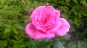 Роза "Версилия Шок" (чайно-гибридная роза)