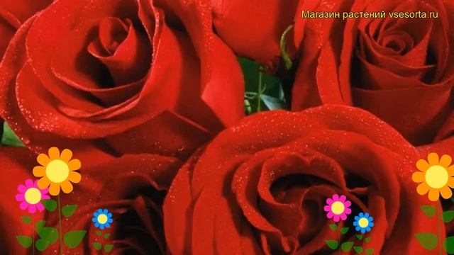 Роза чайно-гибридная Гранд Гала. Краткий обзор, описание характеристик Grand Gala смотреть онлайн