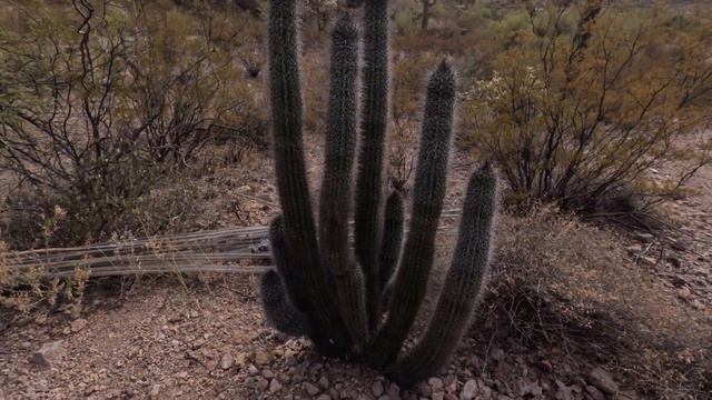 An Arizona Hidden Gem - Organ Pipe Cactus National Monument смотреть онлайн