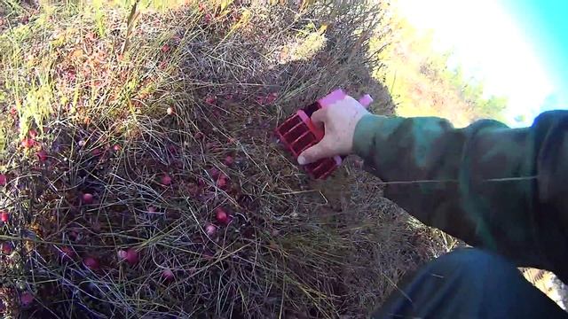 Собираем клюкву на болоте покупным комбайном. часть 2 смотреть онлайн