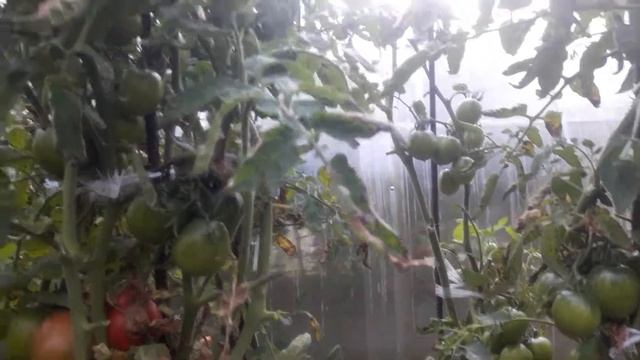 ???ТОМАТ (((ДЕ БАРАО ЦАРСКИЙ))) смотреть онлайн