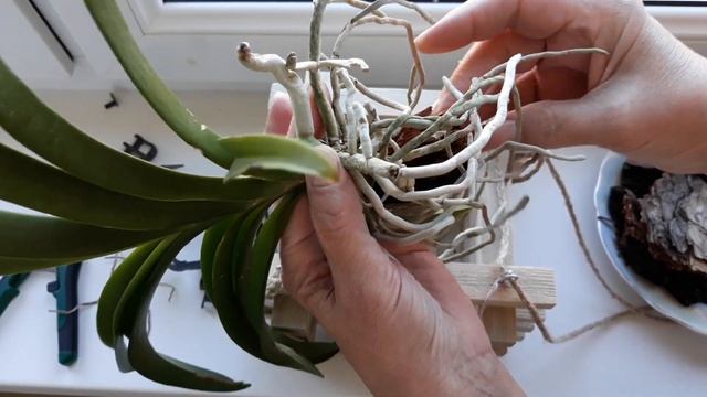 Ищу подход к ванде. Меняю способ посадки. В вазе ей не понравилось! смотреть онлайн