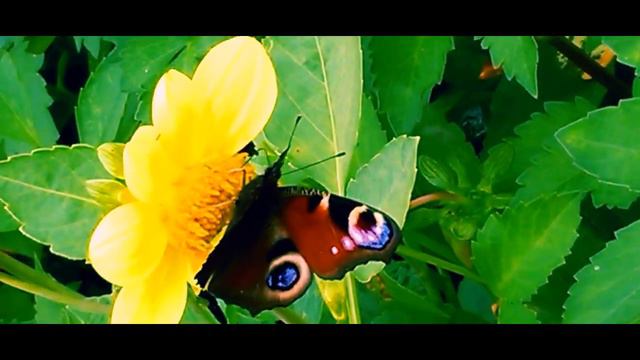 ЛЕТО 2018//КРАСОТА ВОКРУГ НАС//ПРИРОДА//ЛЕТНЕЕ УТРО ПОСЛЕ ДОЖДЯ смотреть онлайн