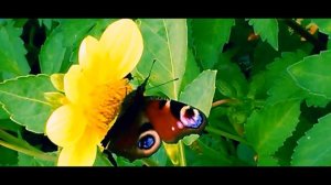 ЛЕТО 2018//КРАСОТА ВОКРУГ НАС//ПРИРОДА//ЛЕТНЕЕ УТРО ПОСЛЕ ДОЖДЯ