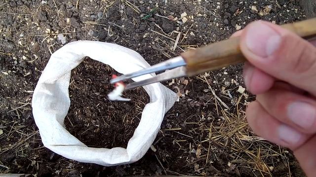 Супер способ выращивания кабачков на балконе смотреть онлайн