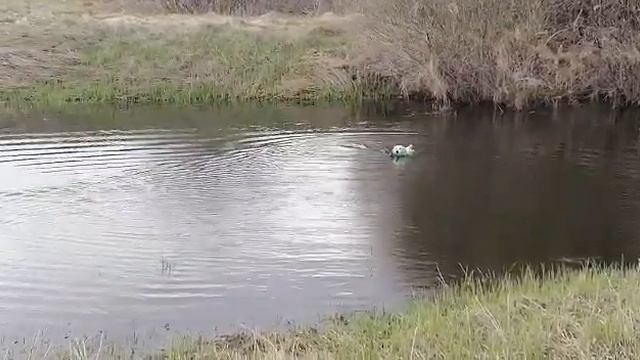 Золотистый ретривер. Подача поноски из воды. Golden retrivier смотреть онлайн