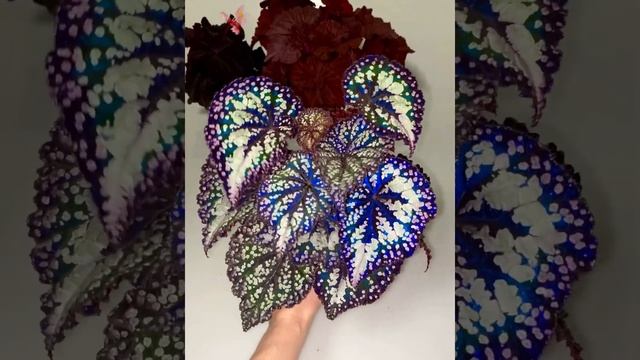 Бегония DS-Сказка смотреть онлайн