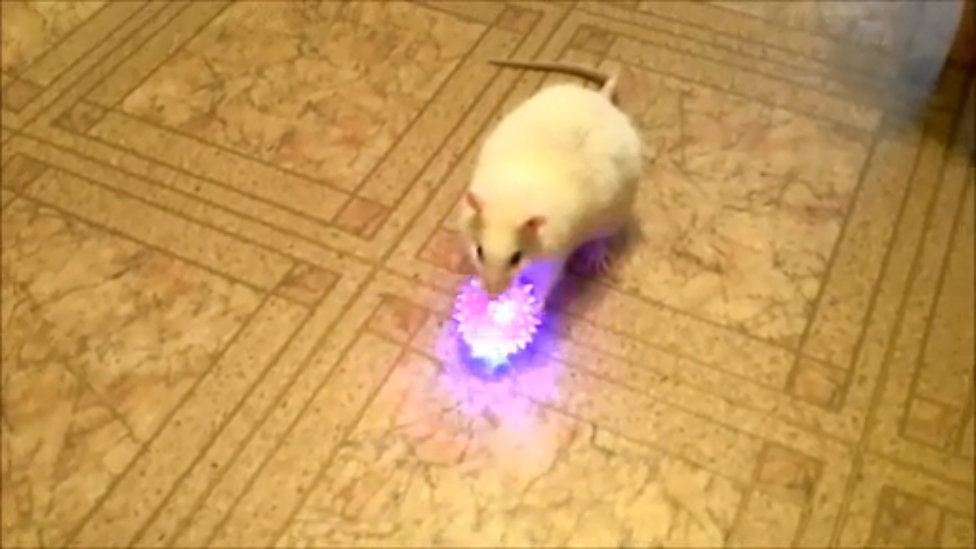 Кузя с игрушкой смотреть онлайн