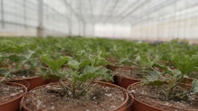 Father and Son Beijer grow Regal Pelargoniums – Bejafleur the Netherlands смотреть онлайн