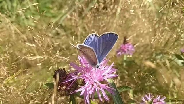 Бабочка Голубянка Икар Русская природа смотреть онлайн