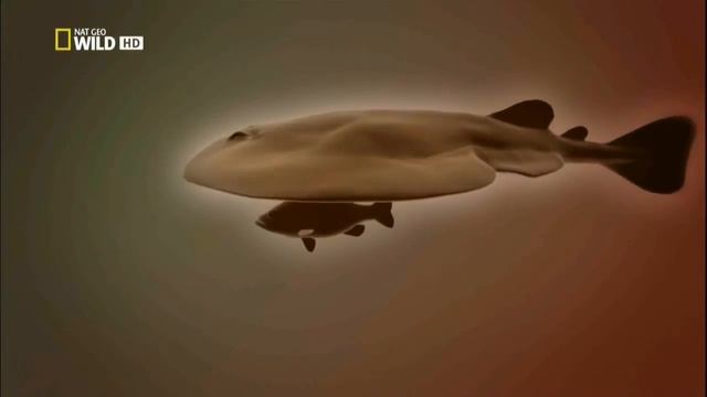 Электрический скат! смотреть онлайн