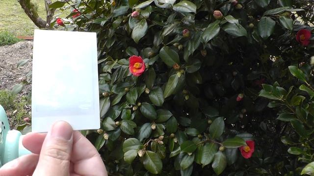 FUJIFILM チェキ Instax Mini 12 開封＋準備＋撮影＋作例　昼から夜まで撮りました！ Unboxing, Setup & Photos 新型チェキ！