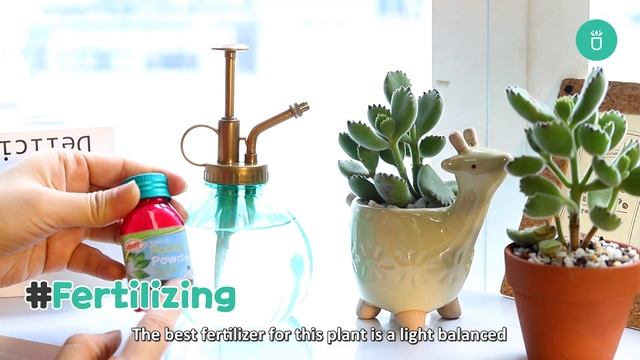 BEST TIPS | HOW TO CARE FOR BEAR PAW COTYLEDON TOMENTOSA SUCCULENTS смотреть онлайн