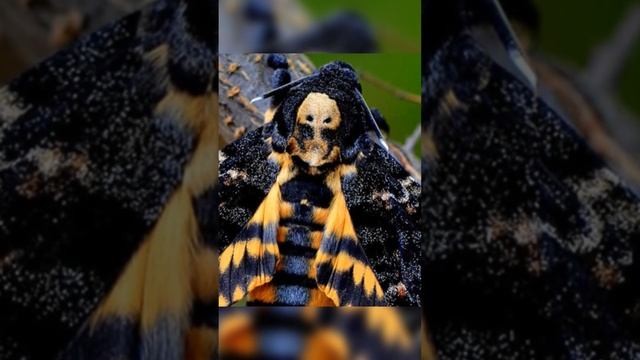 Бабочка Мёртвая голова на пасеке #shorts #bee #пчеловодство смотреть онлайн