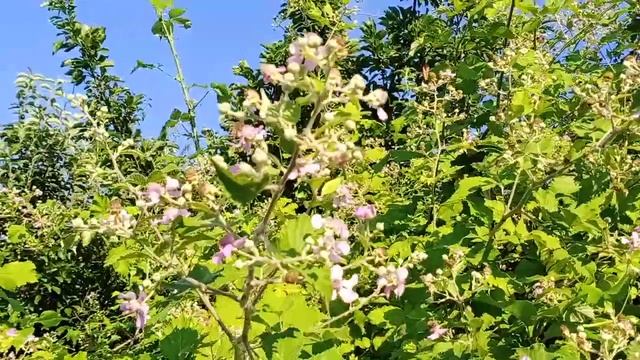 Ежевика - хороший медонос смотреть онлайн