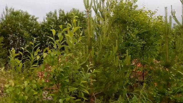 Елкино. Печь для обжига извести. смотреть онлайн