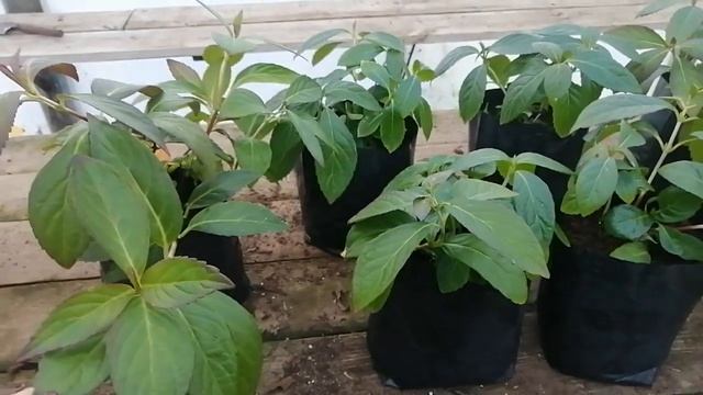 ампельная гортензия Сбежавшая невеста правильно берём черенок? А осенью что с ней делать? смотреть онлайн