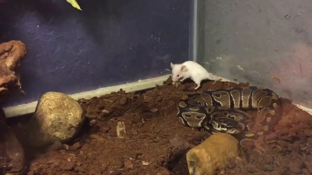 Baby python live feeding warning graphic смотреть онлайн