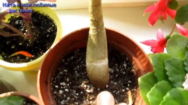 Обзор растений : аптения, муррайи, лудизия, адениум и другие в октябре 2020 года ! смотреть онлайн