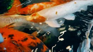 ОГРОМНЫЕ ЗОЛОТЫЕ РЫБКИ ???