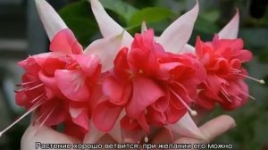 Фуксия  — сорта Pinto De Blue,  Доллар Принцесс, Оранж Кинг и др.