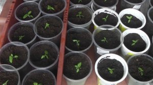 ПИКИРОВКА  РАССАДЫ ФИЗАЛИСА ЗЕМЛЯНИЧНОГО, КОГДА И КАК ПИКИРОВАТЬ