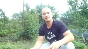 ЛОРД . КЛУБНИКА ( ПРОВЕРЕННЫЙ СОРТ).