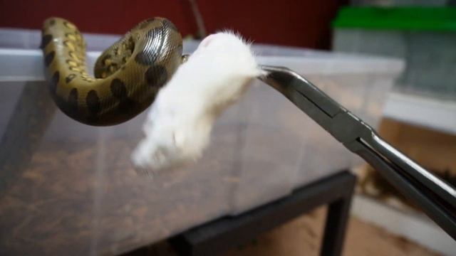 Feeding Burmese Python / 2 Green Anaconda / Moonglow and Snow Boa Constrictor and more Snakes смотреть онлайн