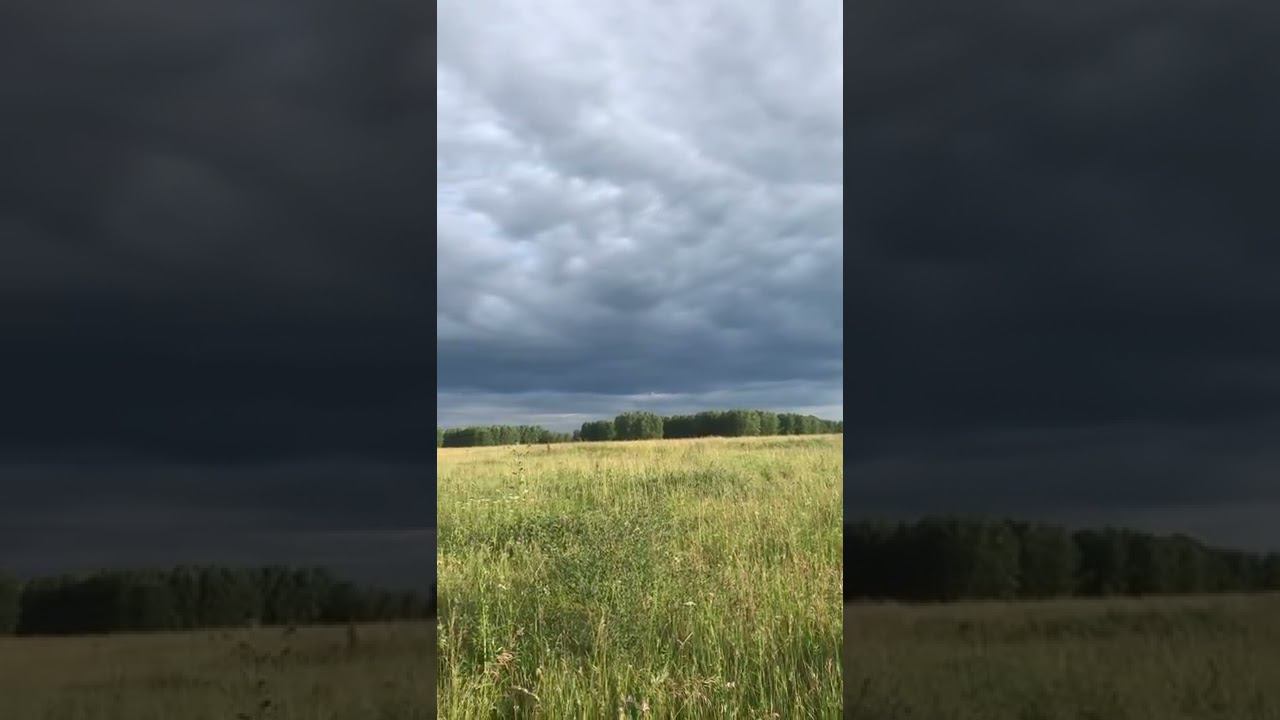 Просто красота. Природа Новосибирской области. Поле, небо, лес #shorts смотреть онлайн