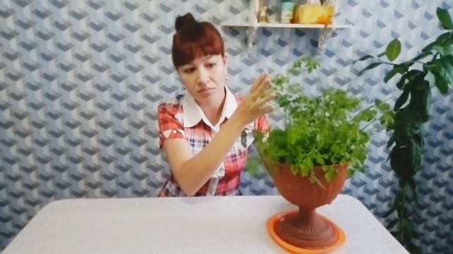 Выращиваем петрушку на подоконнике смотреть онлайн
