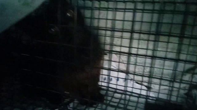 Забрали кошку Юную Бубусю с улицы. Моя душа спокойна! Приют. Петербург смотреть онлайн
