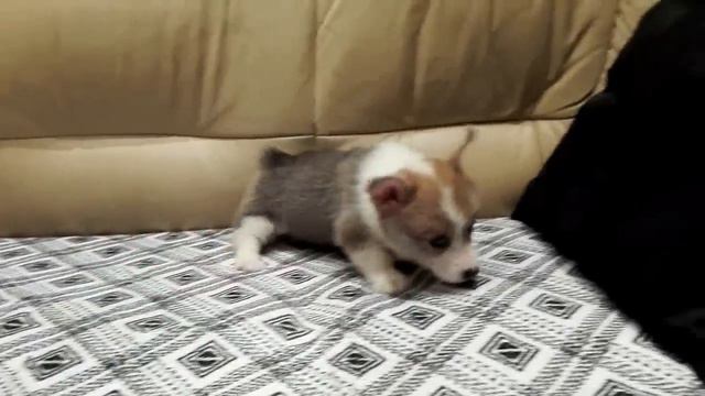 Вельш Корги Пемброк щенок 21/08/2015 девочка смотреть онлайн