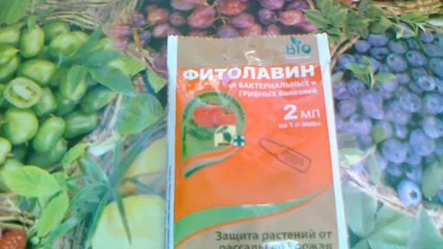 Фитолавин - биоантибиотик для ваших растений.