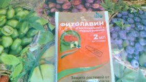 Фитолавин - биоантибиотик для ваших растений.