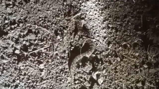 No one would have seen such a python in the field смотреть онлайн