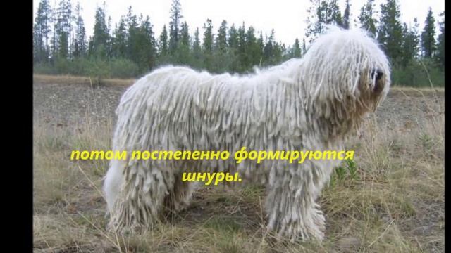 Командор Король собак смотреть онлайн