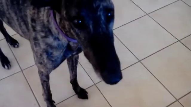Greyhound Rescue [Caged to Free] Season 4 Episode 02 смотреть онлайн