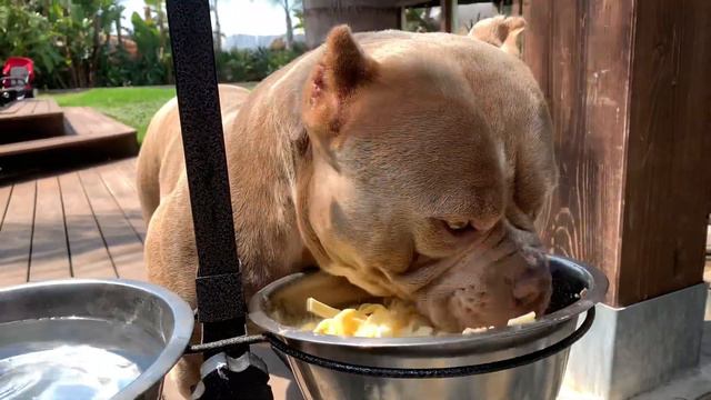 American Bully. Glacé смотреть онлайн