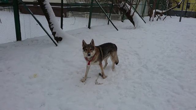 Канис играет в утку 2 смотреть онлайн