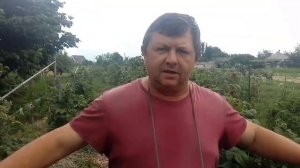 Малина Метеор: самый вкусный летний сорт малины