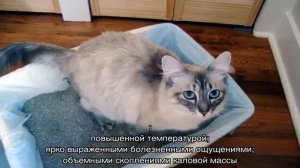 Запор у кота-что делать в домашних условиях