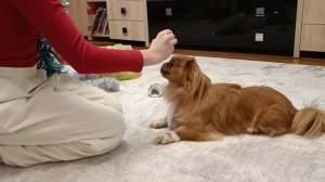 Дрессировка пекинеса 🤓