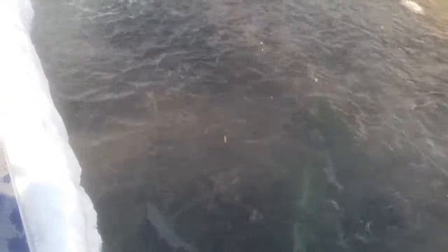 Рыбалка форели в кокино смотреть онлайн