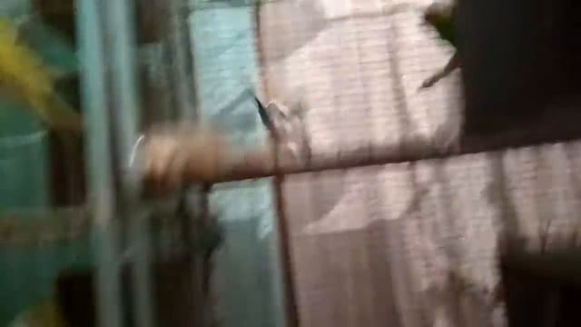 Волнистый попугай, Корелла, Неразлучники, Розелла, (Love Bird, Budgerigar Budgie, Corella, Rosella)