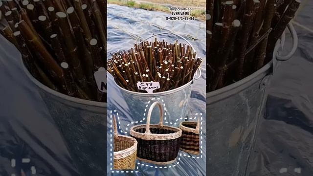 Посадка чёрной ивы ?? C49 Nigricans ива с чёрным цветом коры. А Вы такую красотку видели? #ива #ивы смотреть онлайн